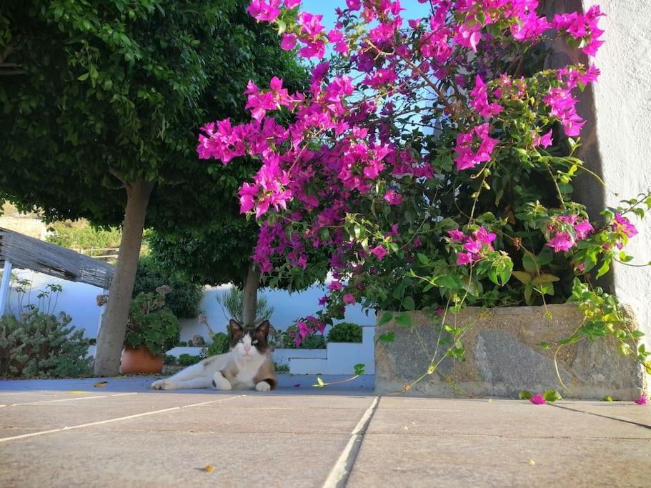 Casa Jardin. Vivienda Rural En Zona Tranquila. Villa Lucainena de las Torres Buitenkant foto