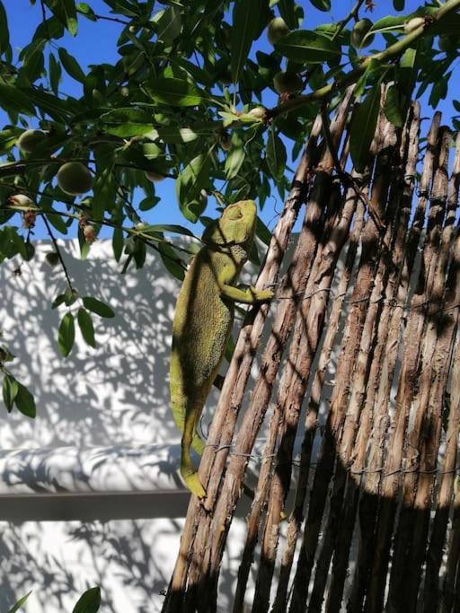Casa Jardin. Vivienda Rural En Zona Tranquila. Villa Lucainena de las Torres Buitenkant foto