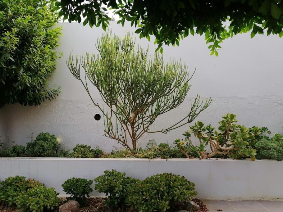 Casa Jardin. Vivienda Rural En Zona Tranquila. Villa Lucainena de las Torres Buitenkant foto